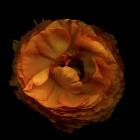 Ruffles - Ranunculus