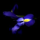 The Sensuality Of The Blue Iris