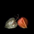 To Be And Not To Be - Physalis