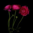 Trois Belles - Ranunculus