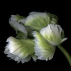 White And Green Parrot Tulip
