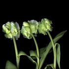 White Parrot Tulips