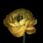 Yellow Ranunculus