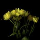 Yellow Tulips 1
