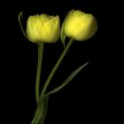 Yellow Tulips 2