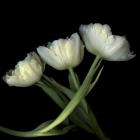 Yellow White Tulips 2