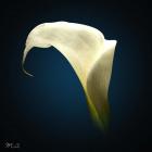 Cala Lily 1