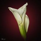 Cala Lily 2