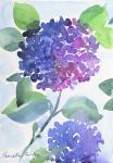 Watercolor Hortensia 1