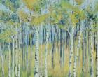 Birch Forest