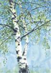 Aspen Tree 1