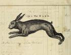 The Hare