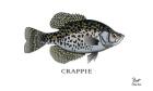 Crappie Fish