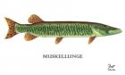 Muskellunge