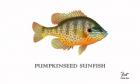 Pumpkinseed Sunfish