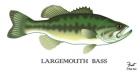 Largemouth Bass