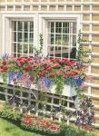 Butchart Gardens Window Box