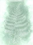 Fern 3