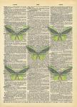 Secret Butterfly II
