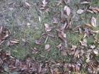 Grass & Leaves Camo