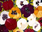 Sacred Pansies