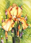 Yellow Iris