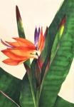 Bird Of Paradise