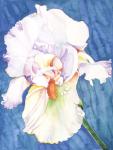 White Iris