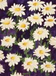 Shasta Daisies