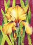 Yellow Iris W/ Maroon Back