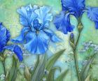 3 Irises