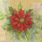 Poinsettia 1