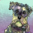 Schnauzer 1