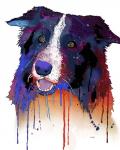 Border Collie 1