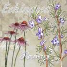 Herbs 2