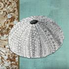 Silver Sea Urchin - Tan Side Border Teal Crackle Back