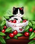 Cherry Kitten