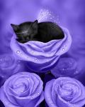 Lilac Daydreams