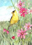 Yellow Finch Cosmos