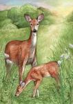 New Mother and Fawn