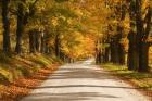 Maple Canopy