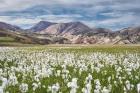 Cotton Grass