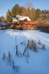 Pond Grasses