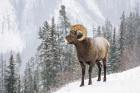 Bighorn in Snow