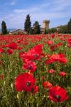 Poppies Close and Personal