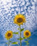 Sunflower Triad