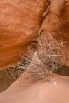 Tumbleweed