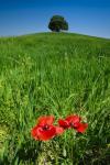 Red Poppies and Oak