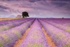 Stone House in Lavender Field