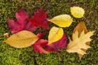 Leaves on Moss